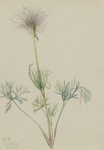 American Pasqueflower
