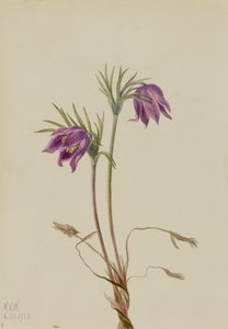 American Pasqueflower Pulsatilla ludoviciana