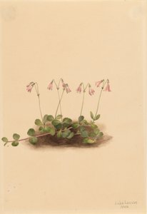 American Twinflower by Mary Vaux Walcott