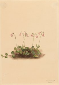 American Twinflower by Mary Vaux Walcott