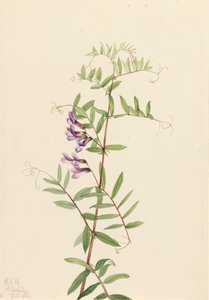 American Vetch Vicia americana
