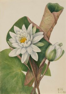 American Waterlily