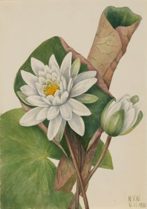 American Waterlily Castalia odorata, 1920