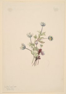 Anemone