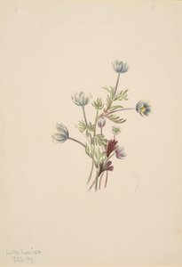 Anemone Anemone Drummondii