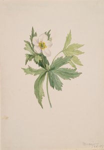 Anemone canadensis, 1907