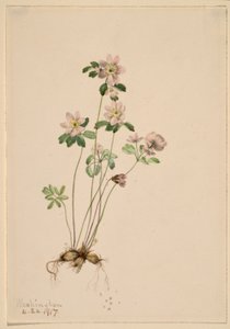 Anemonella by Mary Vaux Walcott