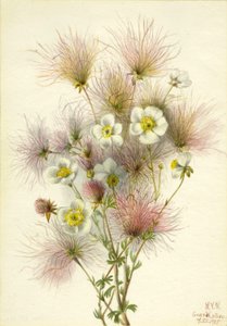 Apache Plume