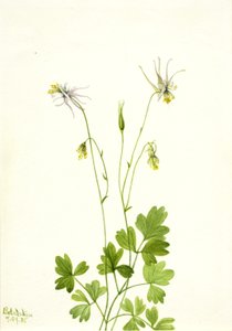 Aquilegia Ecalcarata