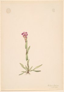 Arabis Lyallii by Mary Vaux Walcott