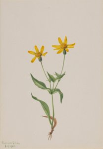Arnica Alpina by Mary Vaux Walcott