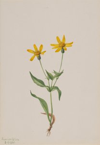 Arnica alpina, 1905 by Mary Vaux Walcott