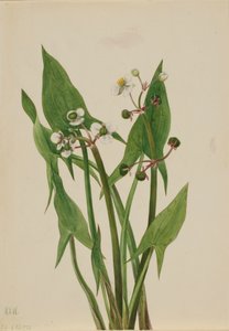 Arum Arrowhead Sagittaria cuneata