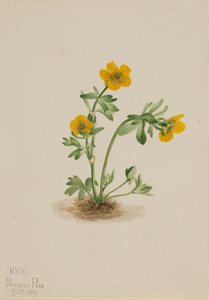 Avalanche Buttercup Ranunculus suksdorfii, 1919