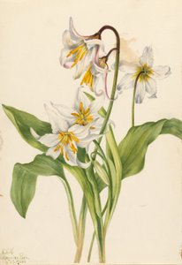 Avalanche Lily