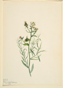 Bastard Toadflax (Comandra pallida) by Mary Vaux Walcott