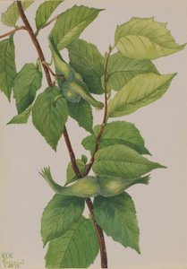 Beaked Hazelnut Corylus rostrata, 1932