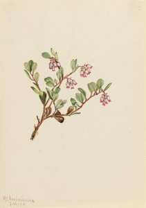 Bearberry