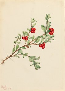Bearberry Arctostaphylos Uva-ursi