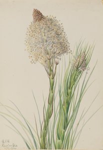 Beargrass by Mary Vaux Walcott