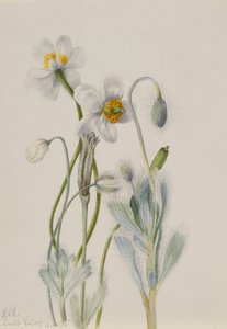 Bearpoppy, 1935