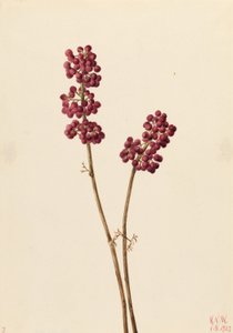 Beauty Berry (Callicarpa americana) by Mary Vaux Walcott