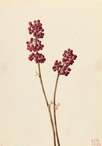 Beauty Berry by Mary Vaux Walcott