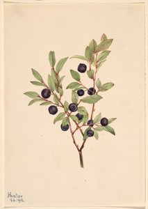 Big Whortleberry by Mary Vaux Walcott