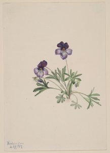 Birdsfoot Violet