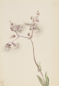 Bladder Campion Silene latifolia, 1900