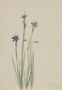 Blue-eyed-grass (Sisyrinchium Angustifolium) by Mary Vaux Walcott