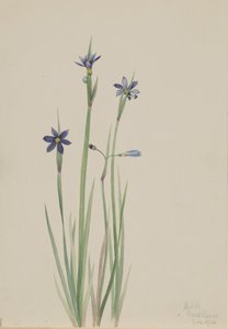 Blue-eyed-grass Sisyrinchium angustifolium by Mary Vaux Walcott