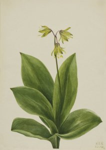 Blue Bead Clintonia borealis, 1924 by Mary Vaux Walcott
