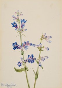 Blue Beard-Tongue Pentstemon