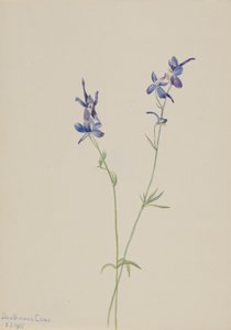Blue Larkspur by Mary Vaux Walcott