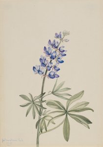 Blue Lupine Lupinus argenteus by Mary Vaux Walcott
