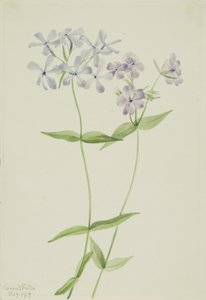 Blue Phlox (Phlox divaricata) by Mary Vaux Walcott