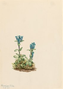 Bluegreen Gentian Gentiana glauca, 1916