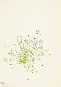 Bluets (Houstonia serpyllifolia) by Mary Vaux Walcott