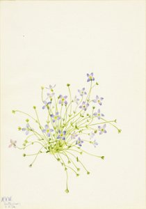 Bluets by Mary Vaux Walcott