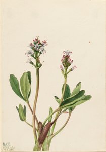 Bogbean Menyanthes trifoliata by Mary Vaux Walcott