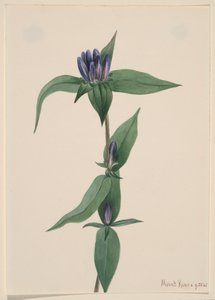 Bottle Gentian Gentiana saponaria, 1905 by Mary Vaux Walcott