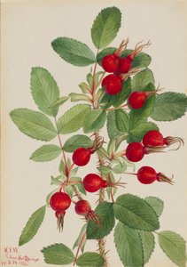 Bourgeau Rose Rosa bourgeauiana