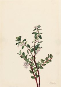 Box Huckleberry by Mary Vaux Walcott