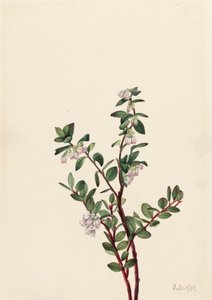 Box Huckleberry Gaylussacia brachycera by Mary Vaux Walcott