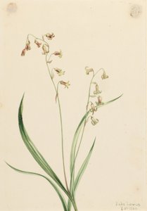 Bronzebells (Stenanthium occidentale)