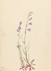 Brook Lobelia, 1923