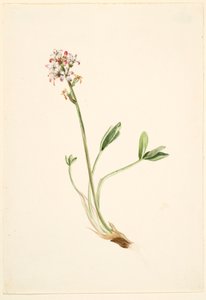 Buckbean (Menyanthes Trifoliata)