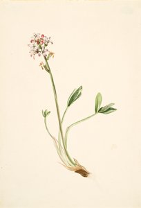 Buckbean, ca. 1900-1920 by Mary Vaux Walcott