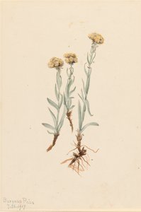 Buff Pussytoes Antennaria luzuloides by Mary Vaux Walcott